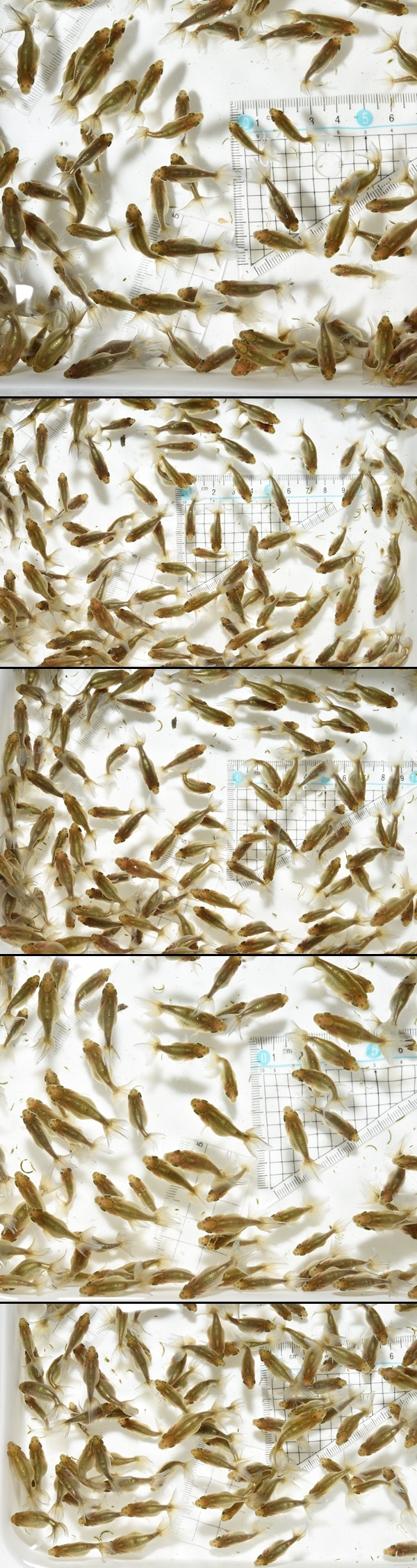 いずもなんきん 当歳魚 黒仔
