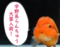 宇野系らんちゅう 入荷中